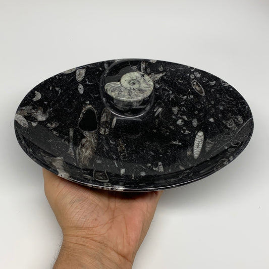 712g, 8.75"x6.5" Black Fossils Ammonite Orthoceras Bowl Oval Ring @Morocco,B8402