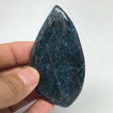 51.8g, 3"x1.6" Blue Apatite Cabochon Large Drop Shape @Madagascar,B1697