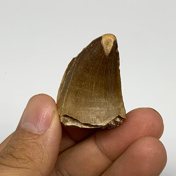 17.3g,1.6"X1"x0.8" Fossil Mosasaur Tooth reptiles, Cretaceous @Morocco, B23811