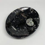 712g, 8.75"x6.5" Black Fossils Ammonite Orthoceras Bowl Oval Ring @Morocco,B8402