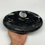 686g, 8.75"x6.5" Black Fossils Ammonite Orthoceras Bowl Oval Ring @Morocco,B8403