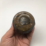 258g, 2.6"x2.7" Small Round Fossils Ammonite Brown Jewelry Box @Morocco,MF869 - watangem.com