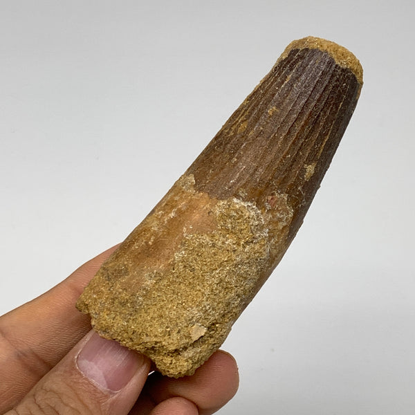 78.8g, 3.4"X1.3"x 1", Rare Natural Fossils Spinosaurus Tooth from Morocco, F3261