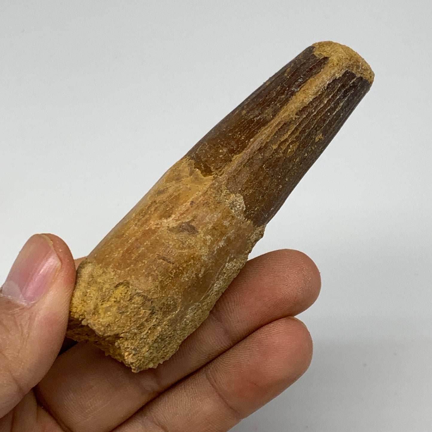 78.8g, 3.4"X1.3"x 1", Rare Natural Fossils Spinosaurus Tooth from Morocco, F3261