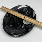 686g, 8.75"x6.5" Black Fossils Ammonite Orthoceras Bowl Oval Ring @Morocco,B8403