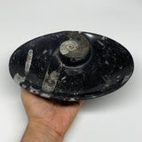 944g, 8.75"x6.5" Black Fossils Ammonite Orthoceras Bowl Oval Ring @Morocco,B8404