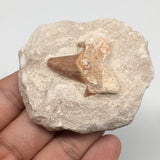 90.6g,2.5"X2.1"x1"Otodus Fossil Shark Tooth Mounted on Matrix @Morocco,MF2052