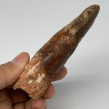 66.6g, 3.8"X1.2"x 1", Rare Natural Fossils Spinosaurus Tooth from Morocco, F3262