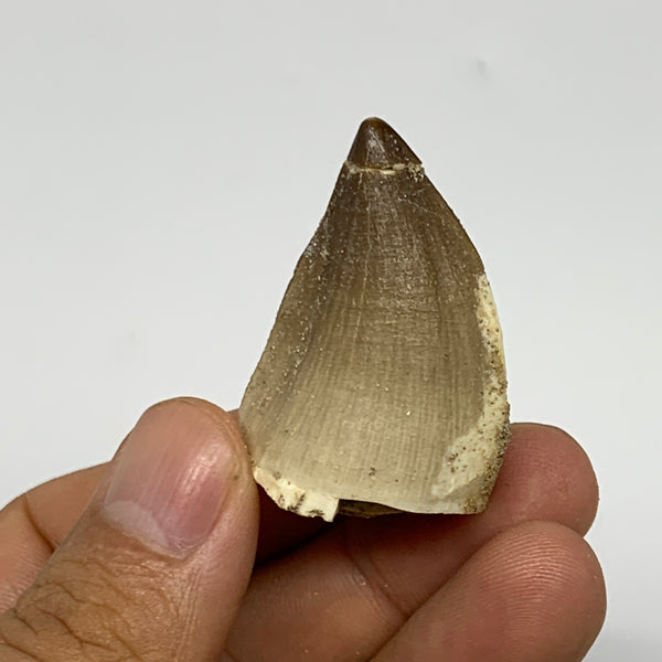 18.4g,1.6"X1.1"x0.8" Fossil Mosasaur Tooth reptiles, Cretaceous @Morocco, B23814