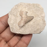84.9g,2.3"X2"x1.1"Otodus Fossil Shark Tooth Mounted on Matrix @Morocco,MF2054