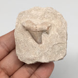 84.9g,2.3"X2"x1.1"Otodus Fossil Shark Tooth Mounted on Matrix @Morocco,MF2054