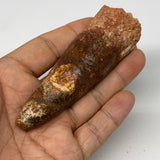 66.6g, 3.8"X1.2"x 1", Rare Natural Fossils Spinosaurus Tooth from Morocco, F3262