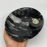 826g, 8.75"x6.5" Black Fossils Ammonite Orthoceras Bowl Oval Ring @Morocco,B8406