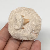 66.1g,1.9"X1.9"x1.1"Otodus Fossil Shark Tooth Mounted on Matrix @Morocco,MF2056