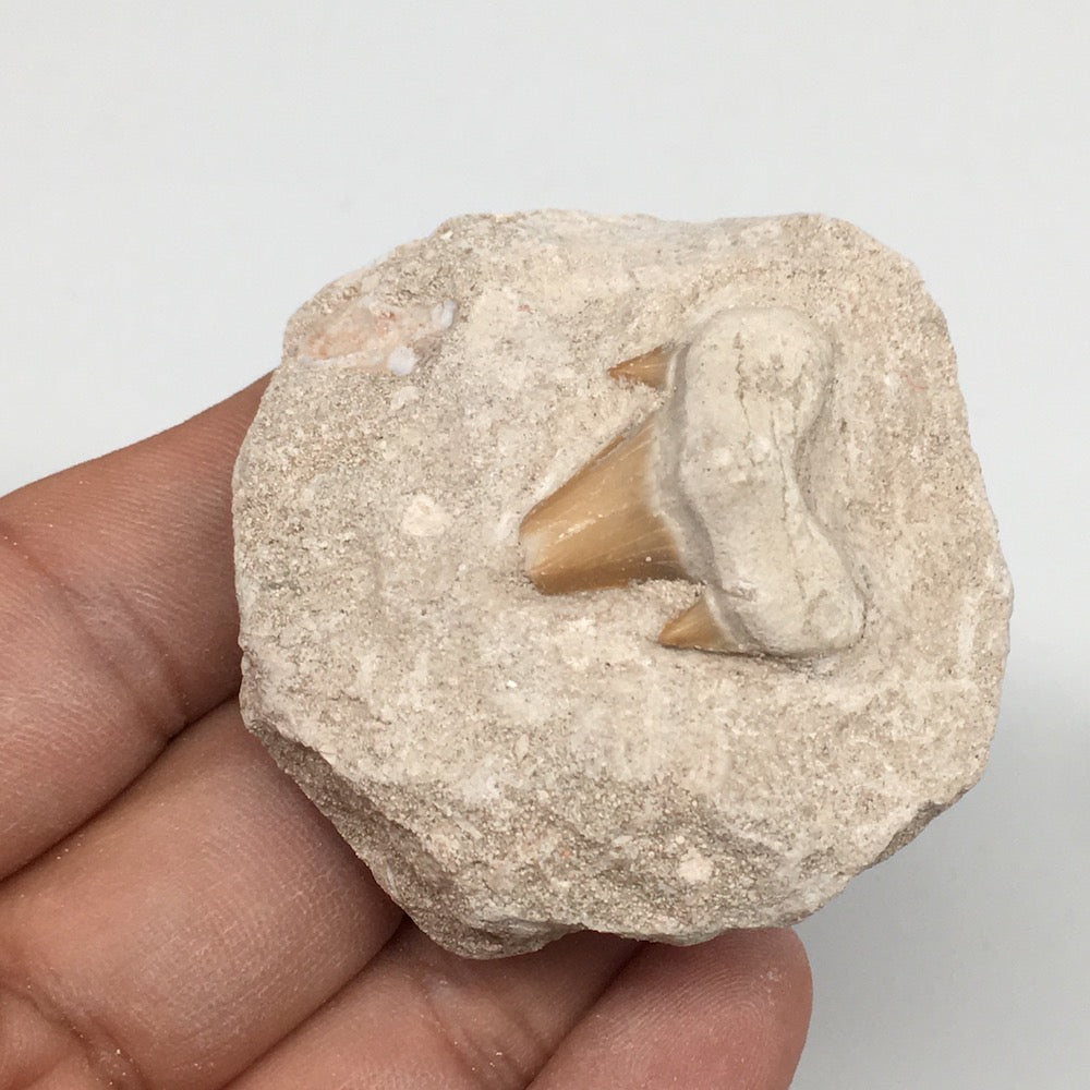 66.1g,1.9"X1.9"x1.1"Otodus Fossil Shark Tooth Mounted on Matrix @Morocco,MF2056