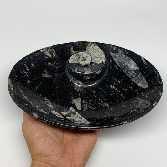 896g, 8.75"x6.5" Black Fossils Ammonite Orthoceras Bowl Oval Ring @Morocco,B8408