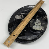 896g, 8.75"x6.5" Black Fossils Ammonite Orthoceras Bowl Oval Ring @Morocco,B8408