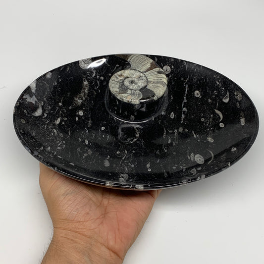 924g, 8.75"x6.5" Black Fossils Ammonite Orthoceras Bowl Oval Ring @Morocco,B8411