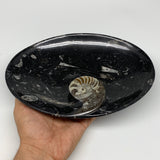 706g, 8.75"x6.5" Black Fossils Ammonite Orthoceras Bowl Oval Ring @Morocco,B8412