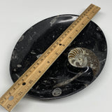706g, 8.75"x6.5" Black Fossils Ammonite Orthoceras Bowl Oval Ring @Morocco,B8412