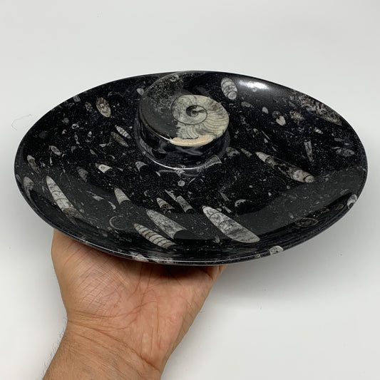 784g, 8.75"x6.5" Black Fossils Ammonite Orthoceras Bowl Oval Ring @Morocco,B8413