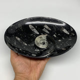 784g, 8.75"x6.5" Black Fossils Ammonite Orthoceras Bowl Oval Ring @Morocco,B8413