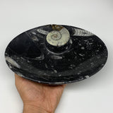 1082g, 8.75"x6.5" Black Fossils Ammonite Orthoceras Bowl Oval Ring @Morocco,B841