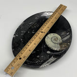 1082g, 8.75"x6.5" Black Fossils Ammonite Orthoceras Bowl Oval Ring @Morocco,B841