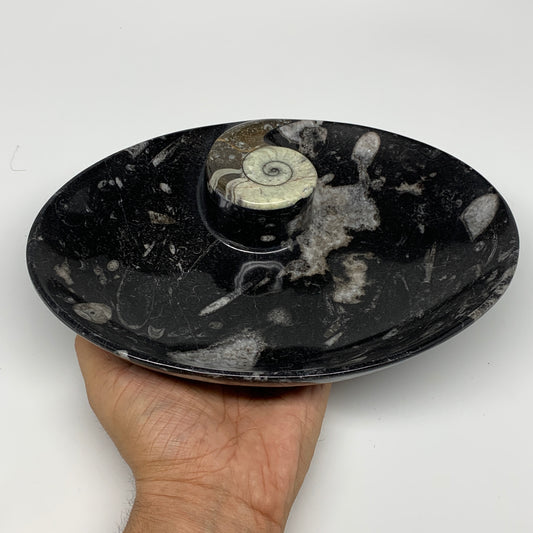 938g, 8.75"x6.5" Black Fossils Ammonite Orthoceras Bowl Oval Ring @Morocco,B8416