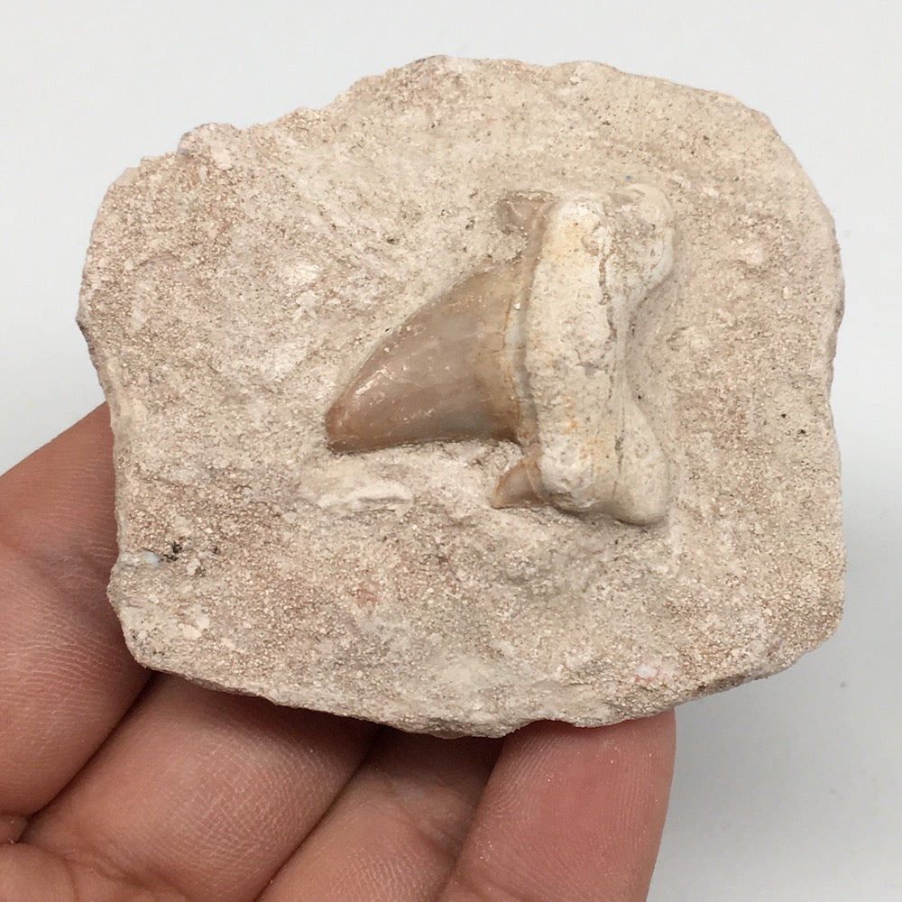 76.6g,2.4"X2.1"x1.1"Otodus Fossil Shark Tooth Mounted on Matrix @Morocco,MF2067