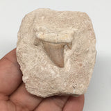 76.6g,2.4"X2.1"x1.1"Otodus Fossil Shark Tooth Mounted on Matrix @Morocco,MF2067