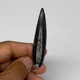 7.2g, 2.5"x0.6"x0.2", Natural Fossils Orthoceras Pendant (Straight Horn),B12514
