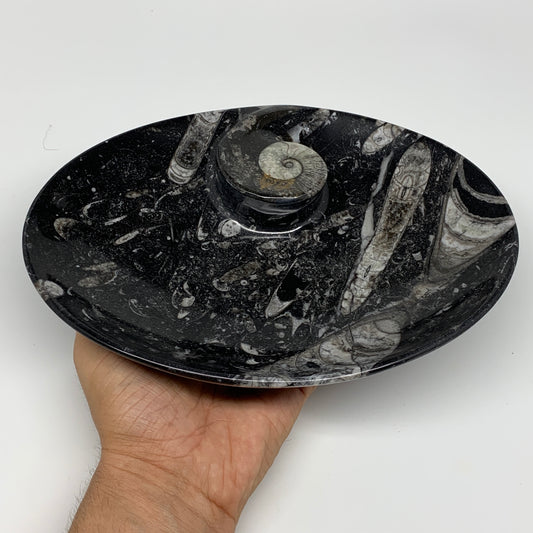 732g, 8.75"x6.5" Black Fossils Ammonite Orthoceras Bowl Oval Ring @Morocco,B8418