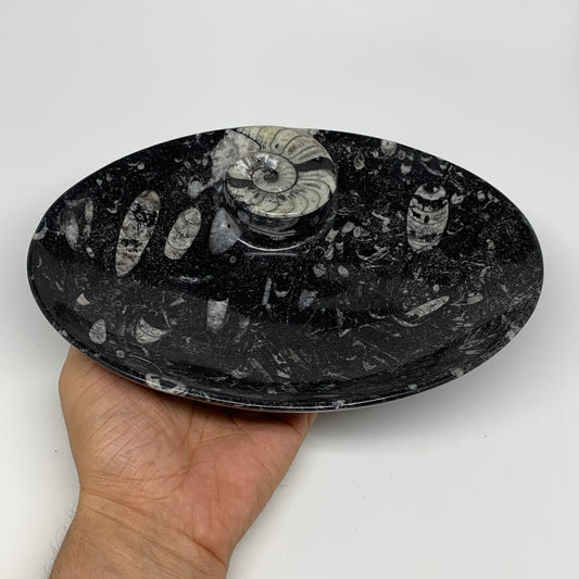 750g, 8.75"x6.5" Black Fossils Ammonite Orthoceras Bowl Oval Ring @Morocco,B8420