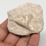 58.5g,2.2"X2"x0.8"Otodus Fossil Shark Tooth Mounted on Matrix @Morocco,MF2073
