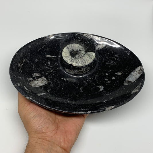 892g, 8.75"x6.5" Black Fossils Ammonite Orthoceras Bowl Oval Ring @Morocco,B8421