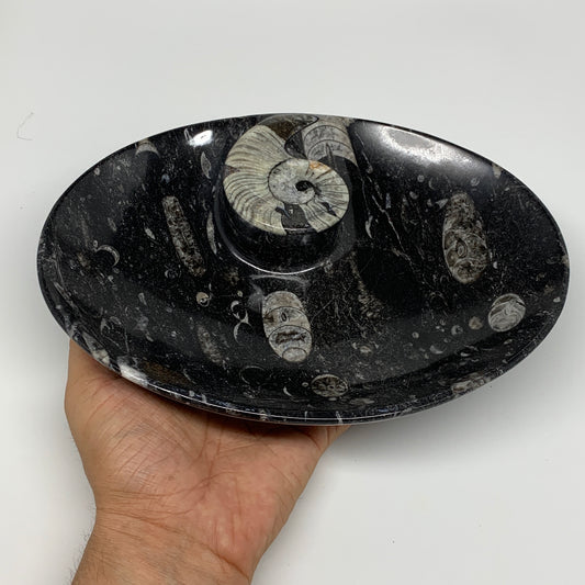 932g, 8.75"x6.5" Black Fossils Ammonite Orthoceras Bowl Oval Ring @Morocco,B8422