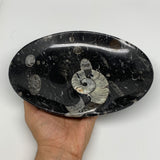932g, 8.75"x6.5" Black Fossils Ammonite Orthoceras Bowl Oval Ring @Morocco,B8422