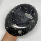 932g, 8.75"x6.5" Black Fossils Ammonite Orthoceras Bowl Oval Ring @Morocco,B8422