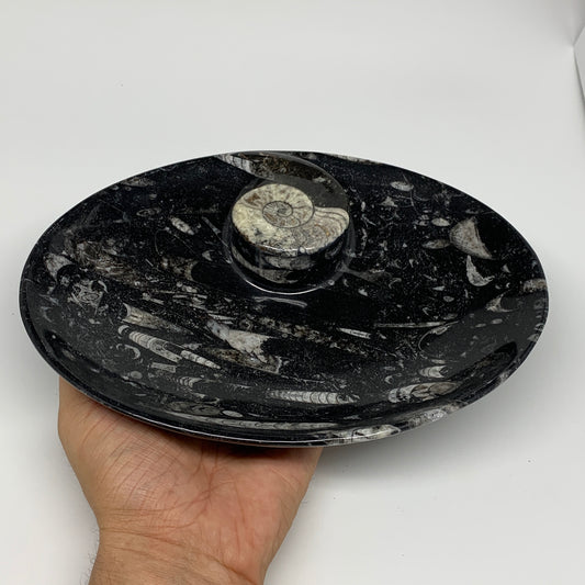 740g, 8.75"x6.5" Black Fossils Ammonite Orthoceras Bowl Oval Ring @Morocco,B8423