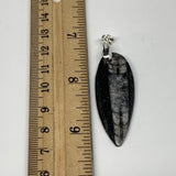 5.9g, 1.8"x0.7"x0.1", Natural Fossils Orthoceras Pendant (Straight Horn),B12520