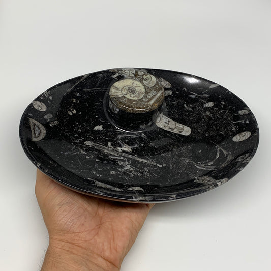 864g, 8.75"x6.5" Black Fossils Ammonite Orthoceras Bowl Oval Ring @Morocco,B8425
