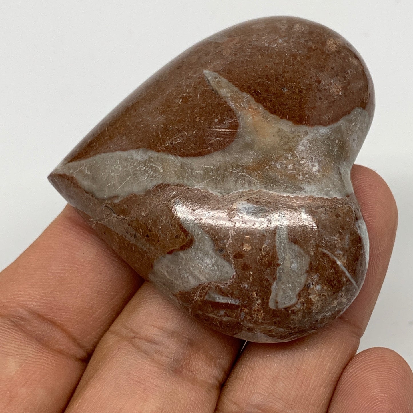 54.9g,1.9"x2"x0.7" Natural Untreated Red Shell Fossils Half Heart @Morocco,F956