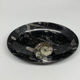 864g, 8.75"x6.5" Black Fossils Ammonite Orthoceras Bowl Oval Ring @Morocco,B8425