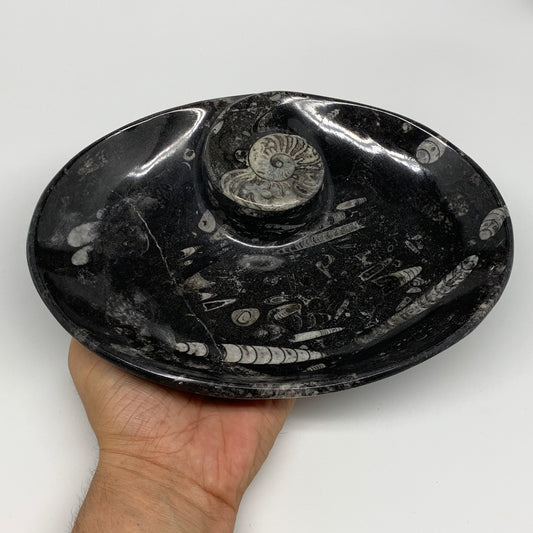 900g, 8.75"x6.5" Black Fossils Ammonite Orthoceras Bowl Oval Ring @Morocco,B8427