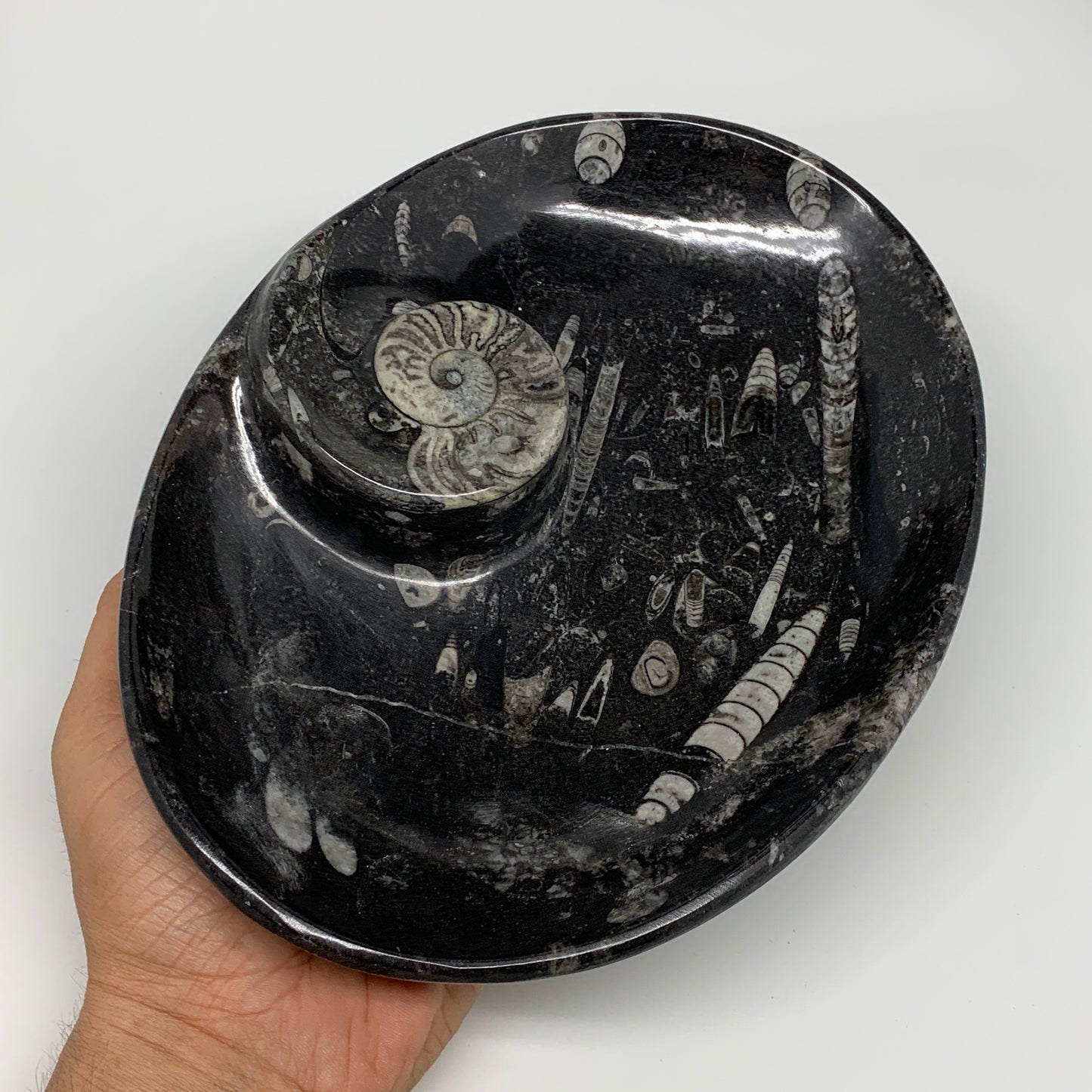 900g, 8.75"x6.5" Black Fossils Ammonite Orthoceras Bowl Oval Ring @Morocco,B8427