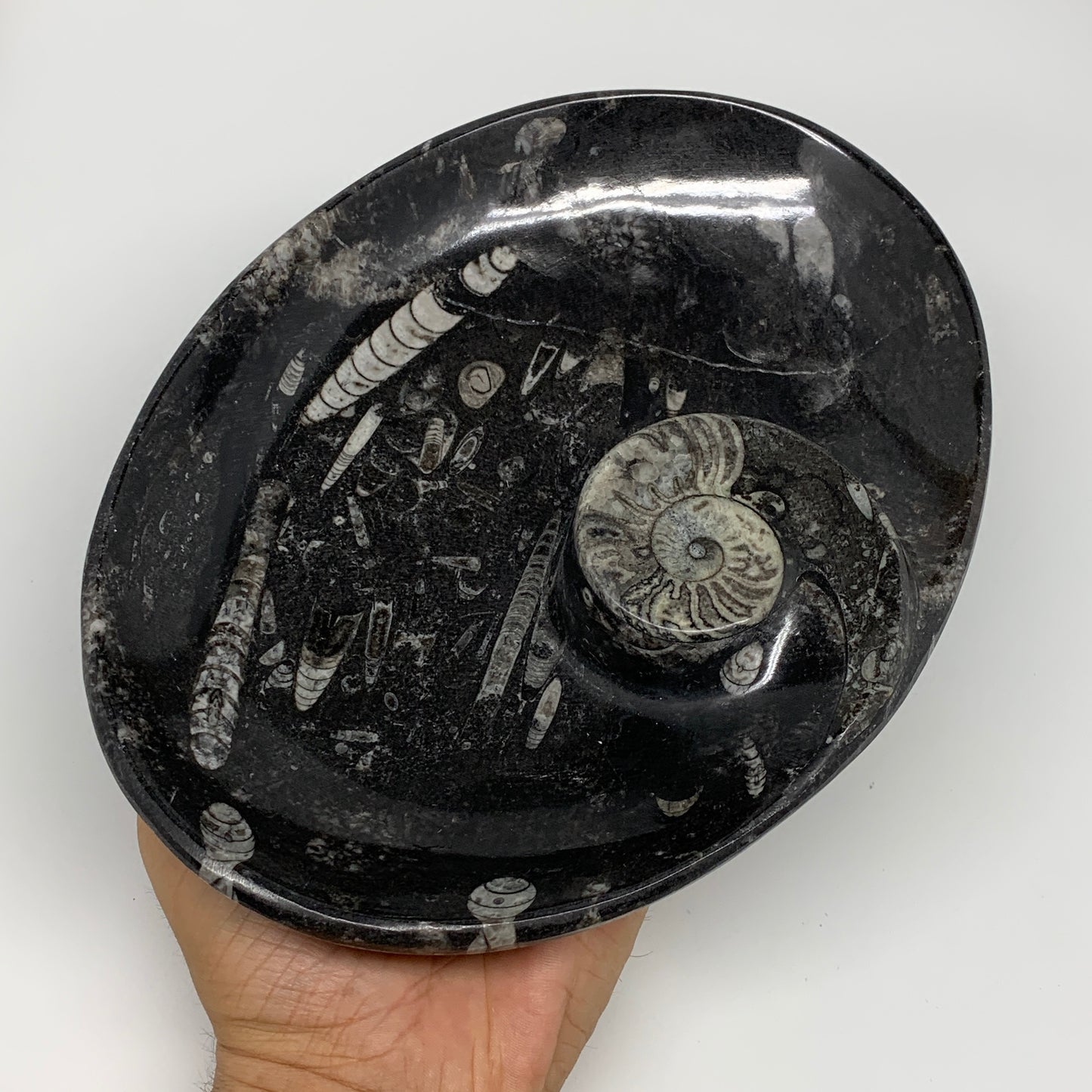 900g, 8.75"x6.5" Black Fossils Ammonite Orthoceras Bowl Oval Ring @Morocco,B8427