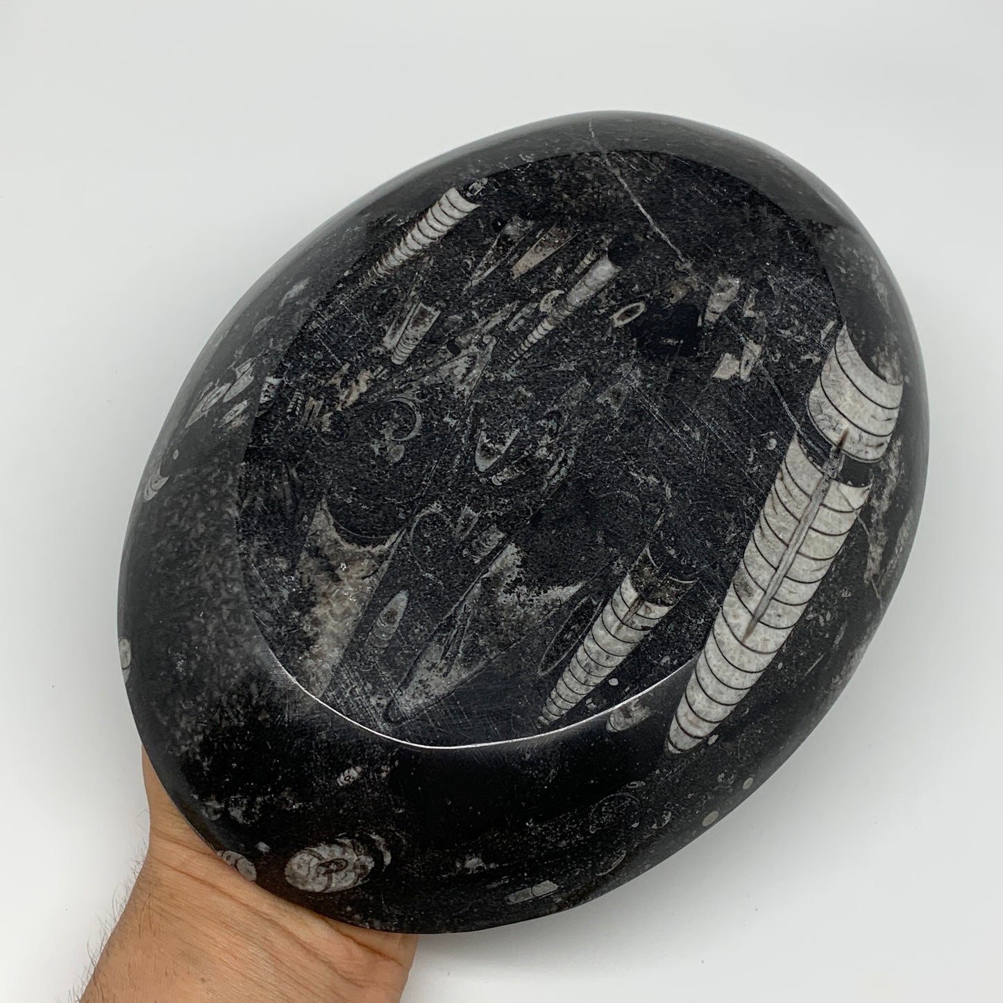 900g, 8.75"x6.5" Black Fossils Ammonite Orthoceras Bowl Oval Ring @Morocco,B8427