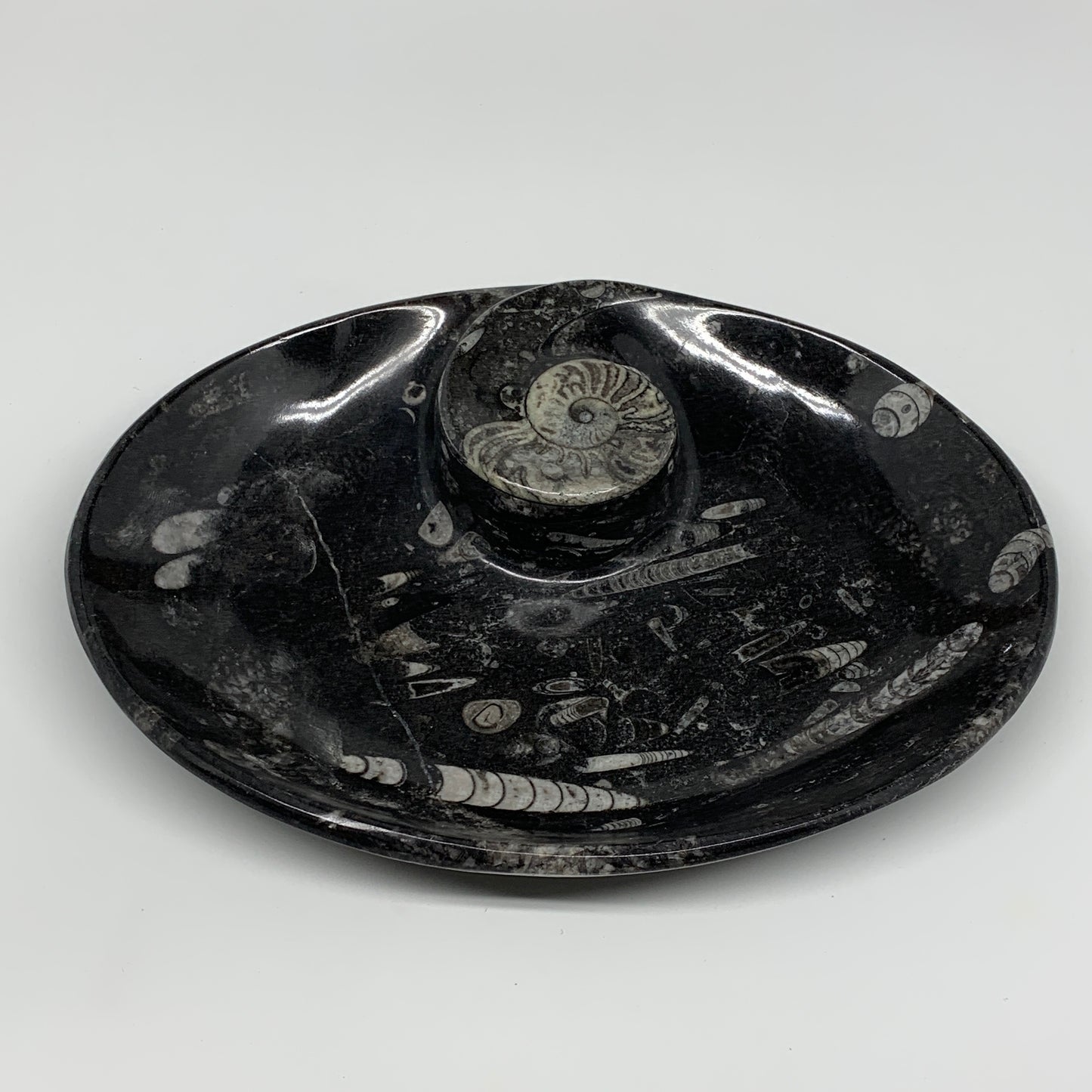 900g, 8.75"x6.5" Black Fossils Ammonite Orthoceras Bowl Oval Ring @Morocco,B8427