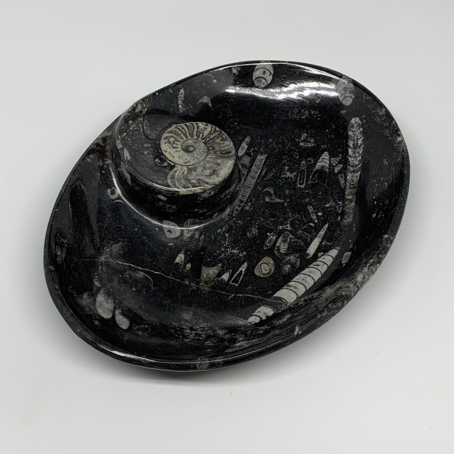 900g, 8.75"x6.5" Black Fossils Ammonite Orthoceras Bowl Oval Ring @Morocco,B8427